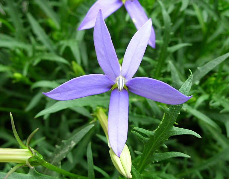 Laurentia axillaris (pianta coltivata)